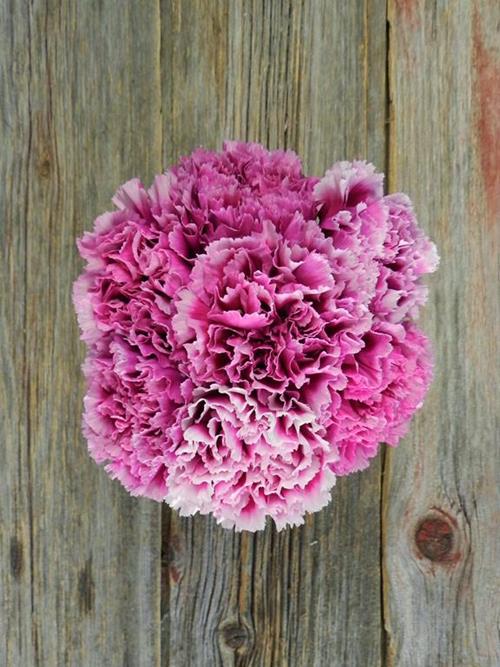 TENDERLY FUCHSIA CARNATIONS